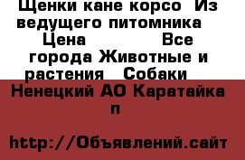 Щенки кане корсо! Из ведущего питомника! › Цена ­ 60 000 - Все города Животные и растения » Собаки   . Ненецкий АО,Каратайка п.